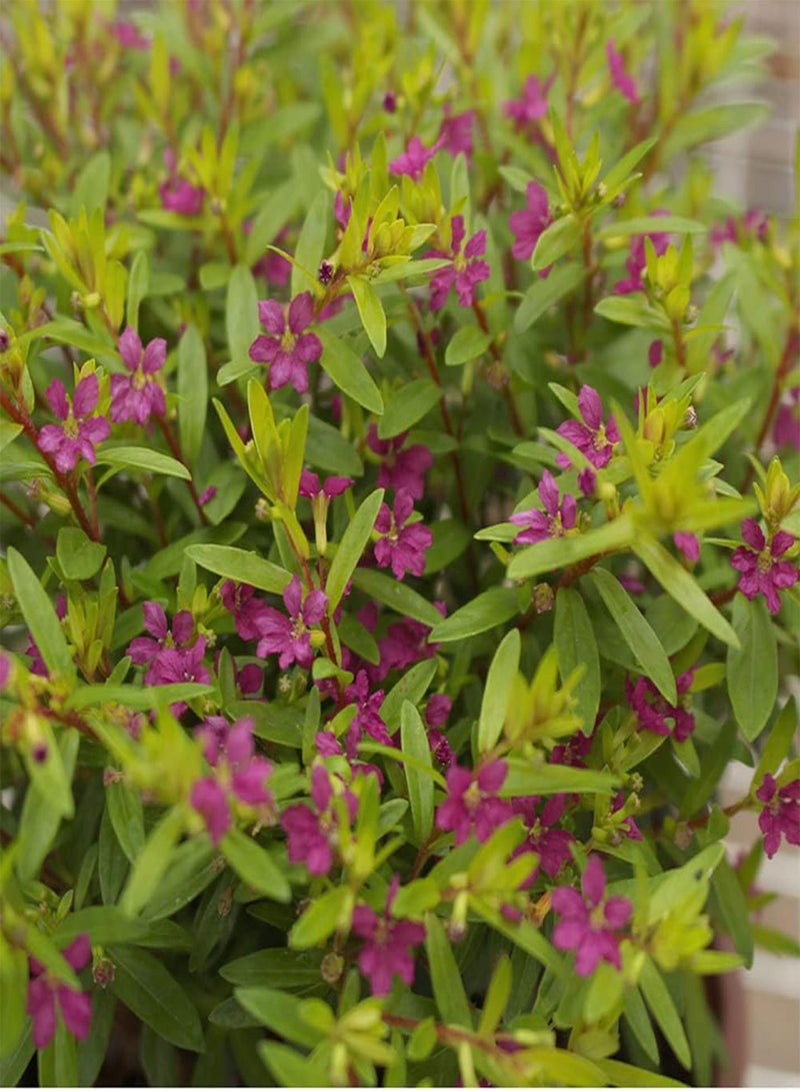 GGOOT 200pcs Gypsophila Seeds Easy to Plant Large Area Planting Effect Can Beautify The Outdoor Courtyard Do Home Decoration Flowers - Image 1