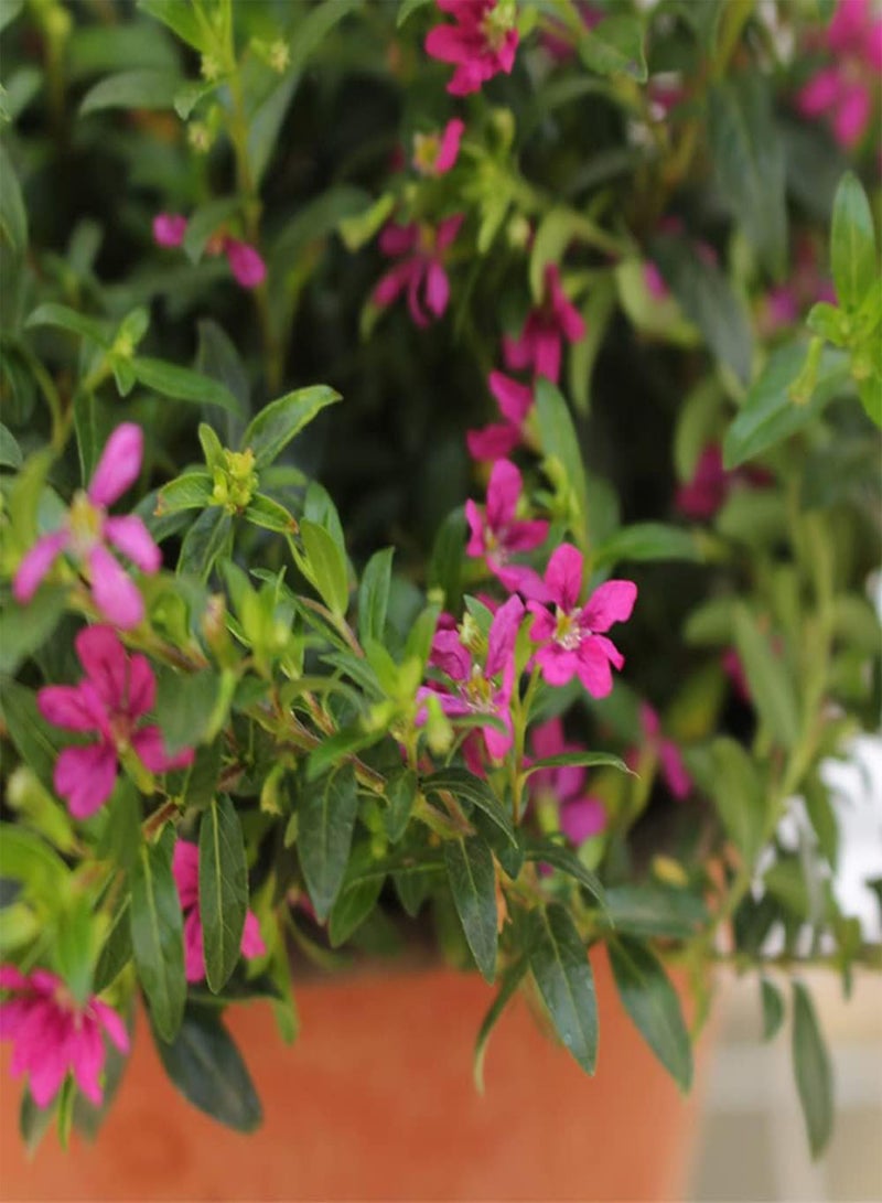 GGOOT 200pcs Gypsophila Seeds Easy to Plant Large Area Planting Effect Can Beautify The Outdoor Courtyard Do Home Decoration Flowers - Image 2