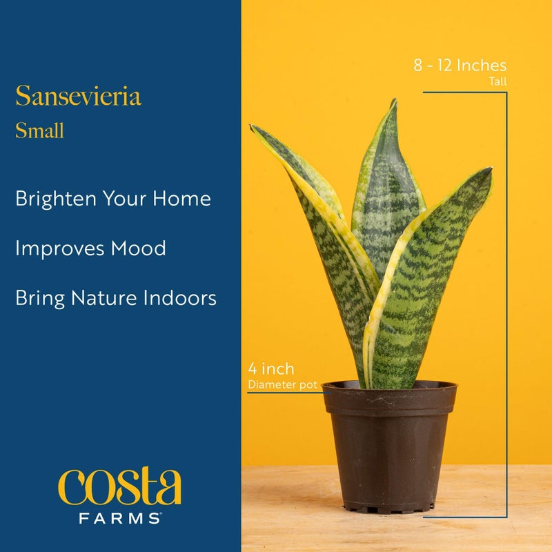 Costa Farms Snake Plant, Small Live Plant in Plastic Pot, Easy to Maintain, Air Purifying Succulent Indoor Houseplant Assorted Variety, Perfect for Home, Room, or Office DÃ©cor Gift, 8-12 Inches Tall - Image 4