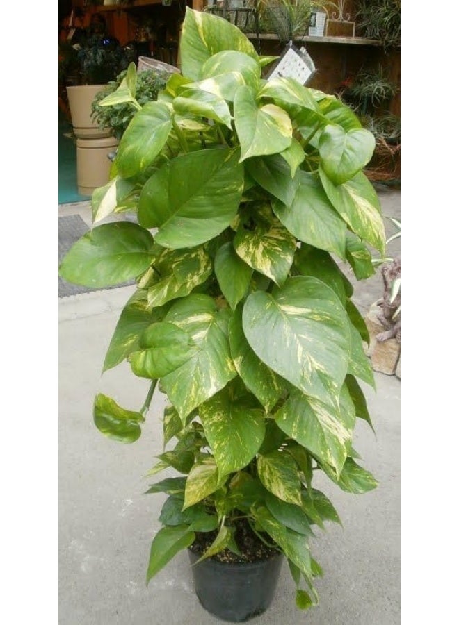 Golden Climbing Botus Plant, Indoor Houseplant, Green Yellow Dot Leaves, Brown Pot - Image 1
