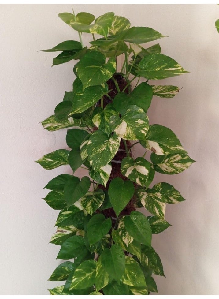 Golden Climbing Botus Plant, Indoor Houseplant, Green Yellow Dot Leaves, Brown Pot - Image 4