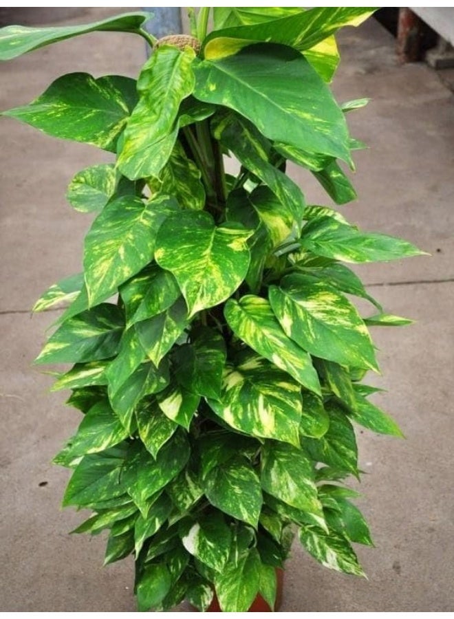 Golden Climbing Botus Plant, Indoor Houseplant, Green Yellow Dot Leaves, Brown Pot - Image 2