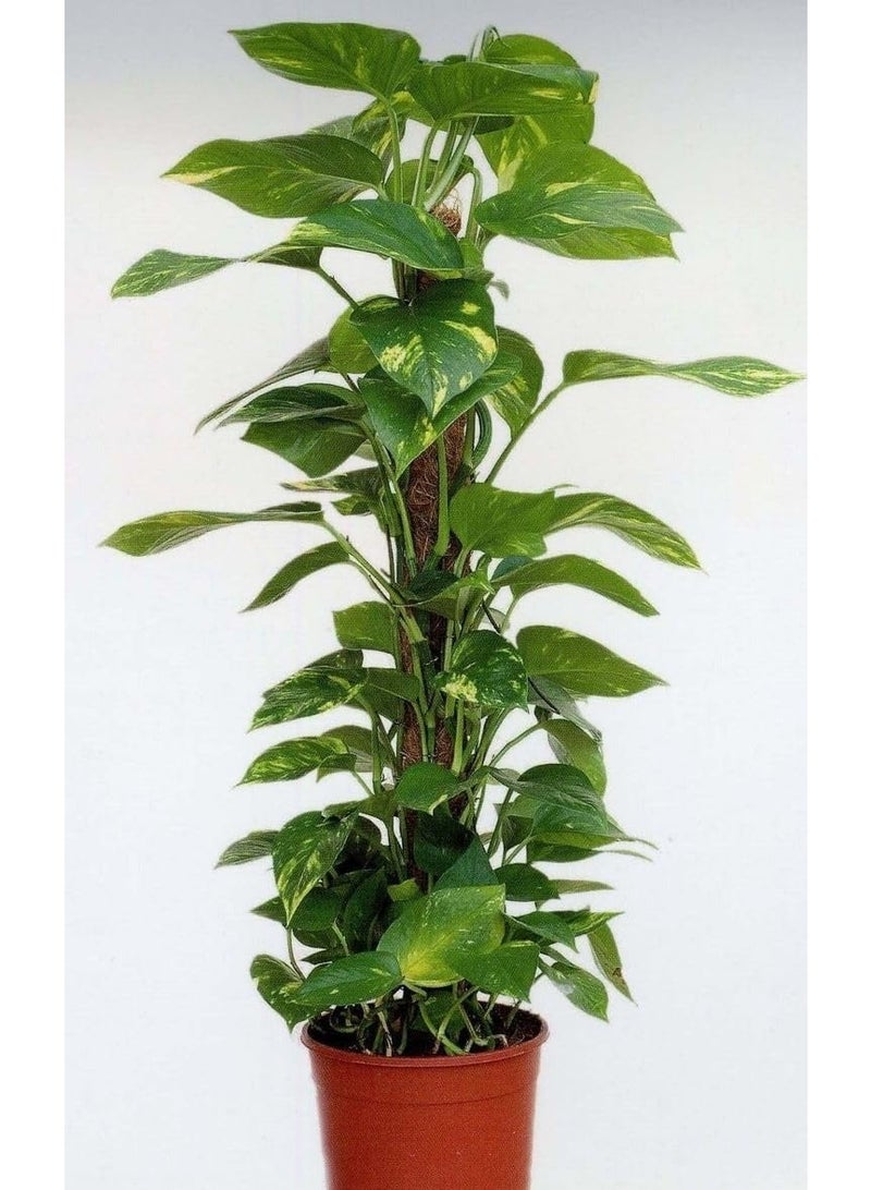 Golden Climbing Botus Plant, Indoor Houseplant, Green Yellow Dot Leaves, Brown Pot - Image 3
