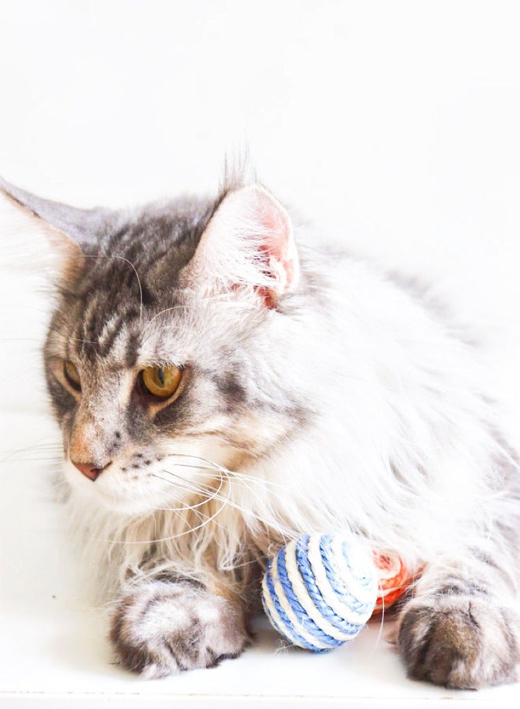 حزمة كرات سيزال للقطط مكونة من 5 كرات سيزال ملونة متنوعة للقطط للخدش أو الحيوانات الأليفة أو العض أو المطاردة، ألعاب تفاعلية للقطط للقطط الداخلية، كرة حبل تفاعلية قابلة للتدوير متينة للقطط الصغيرة - Image 3