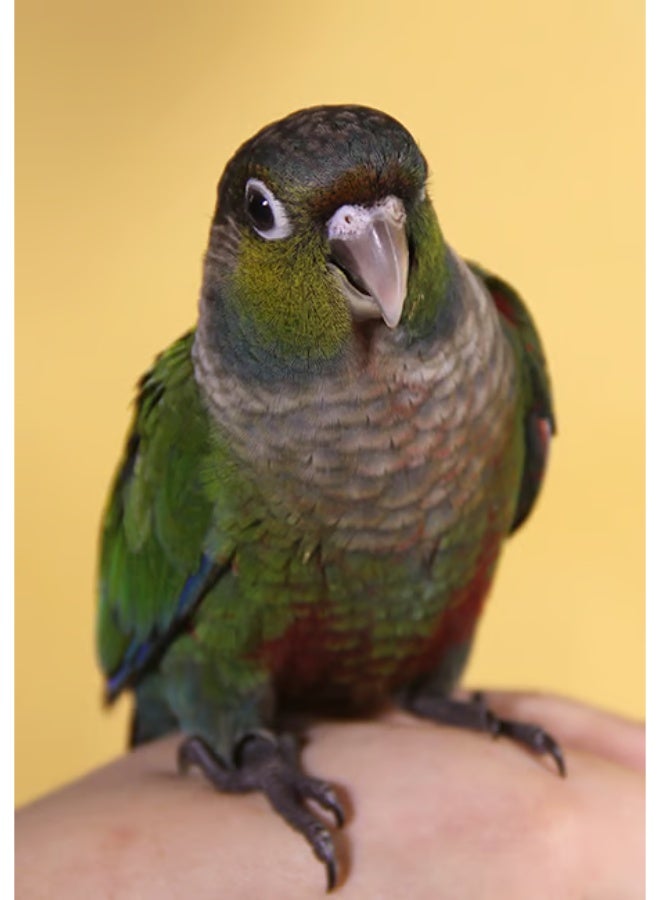 سيتاكوس اكل PSITTACUS سيتاكوس ماينور – غذاء يومي متكامل للطيور الصغيرة والمتوسطة -تغذية ممتازة لطيور الحب, القرين شيك كنيور, الدرة الهندية, الصن كنيور, الفشر (الطيور الصغيرة والمتوسطة) – 450 جرام - Image 3