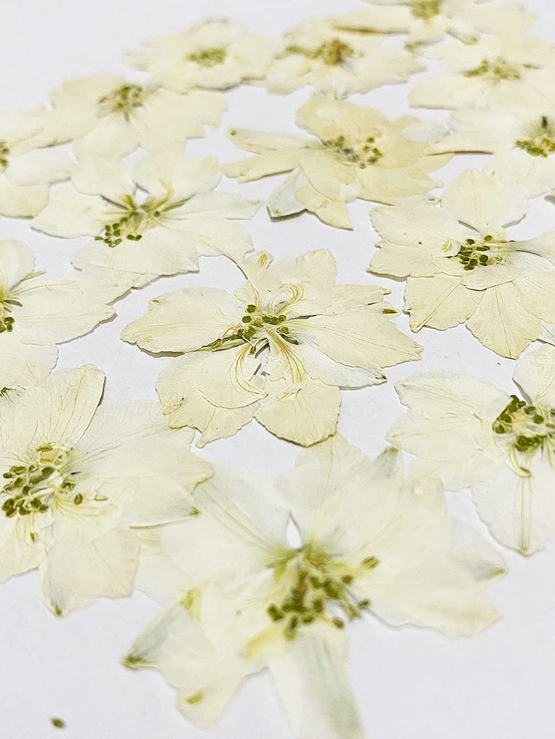UOKWIWI UOKWIWI 24 pcs White Larkspur Real Natural Dried Pressed Flowers for Resin Art Craft DIY 