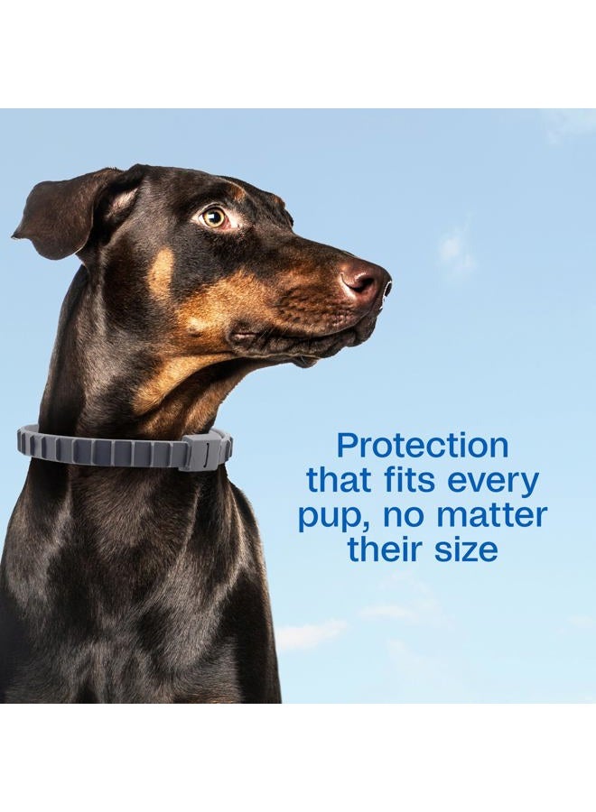 ADAMS Flea & Tick Collar Plus for Dogs & Puppies, 6-Month Protection, One Size Fits All Dogs & Puppies, Kills Fleas & Ticks, Repels Mosquitoes For Up To 6 Months (excluding California) - Image 4