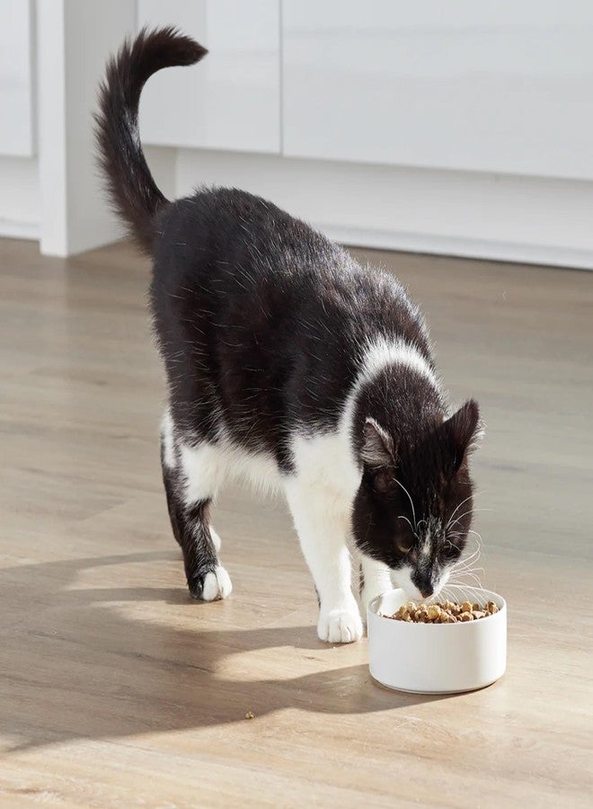 Open Farm أوبن فارم، طعام القطط الجاف RawMix، حبيبات غنية بالبروتين مغلفة بمرق العظام مع قطع نيئة مجففة بالتجميد، تركيبة خاصة للقطط الصغيرة، بنكهة الدجاج مع الديك الرومي وسمك السلمون البري، كيس 8 أرطال - Image 3