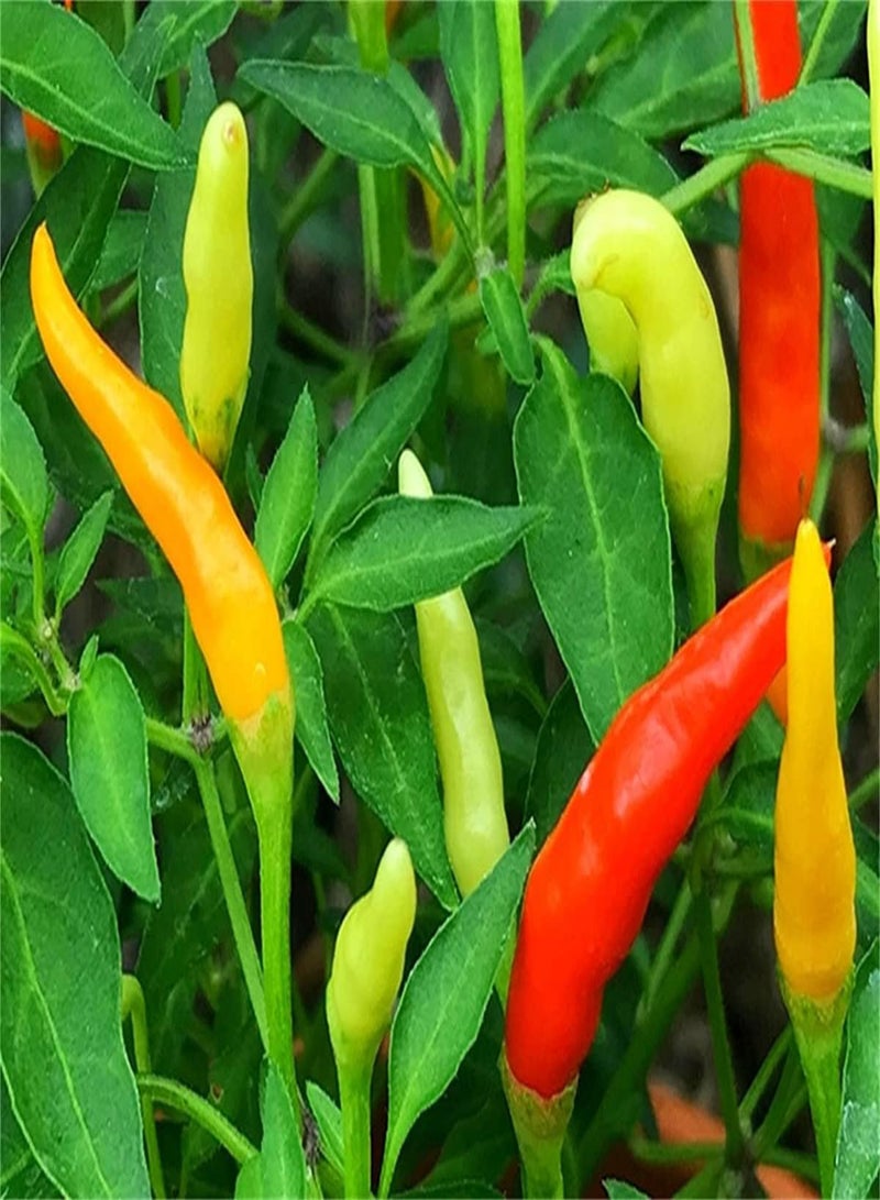 GGOOT Chilli Pepper Seeds UK Plants Seeds Heirloom Seeds Garden Seeds Vegetable Variety Pack Vegetables Seeds for Garden-200 Seeds
