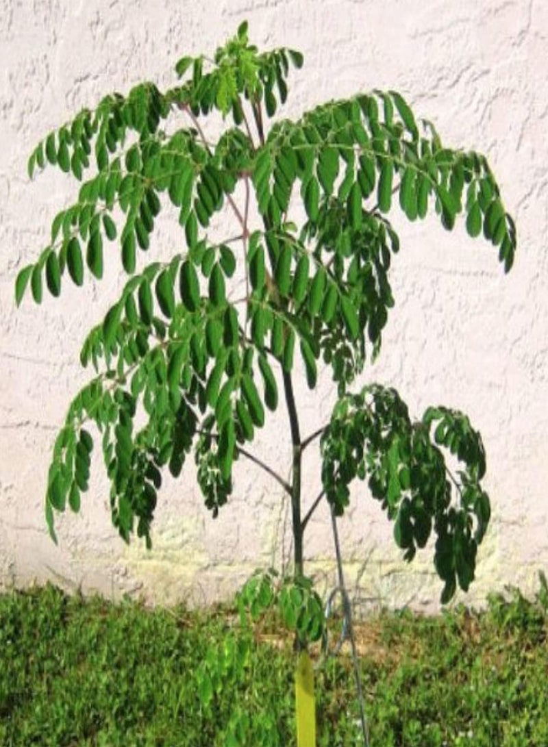 GGOOT 4 Seeds of Moringa BONSIA Tree - Horseradish Tree