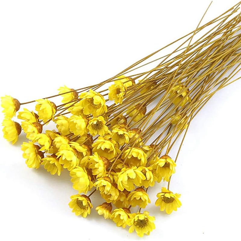MLSG 100 Stems Natural Dry Flowers Brazilian Small Star Daisy Decorative Dried Flowers Mini Daisy Chamomile Bouquet for Wedding Floral Arrangements Home Decorations Autumn Color