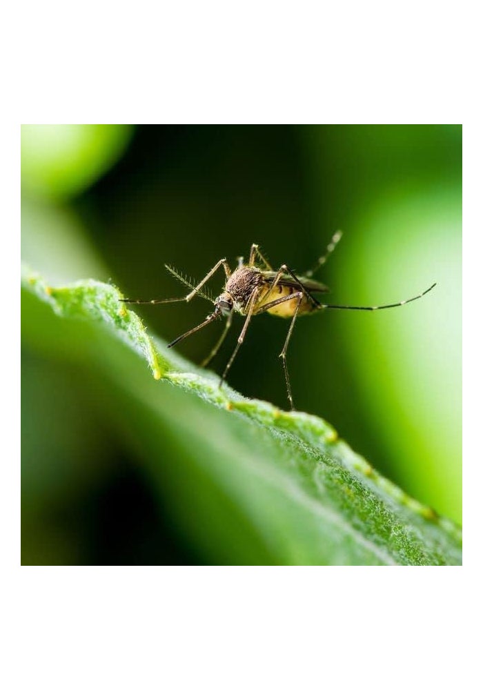 حبوب طارد البعوض EcoSmart لقتل الحشرات للحدائق والمناظر الطبيعية - 900 جرام - Image 2