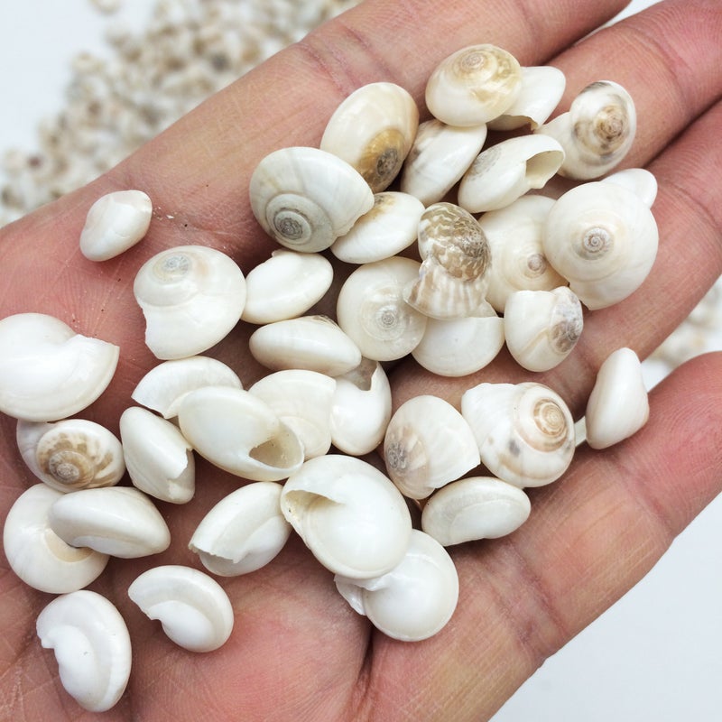 PEPPERLONELY White Tiny Pearl Umbonium Button Sea Shells 8 OZ Apprx630 PC Shells 14Inch 12 Inch