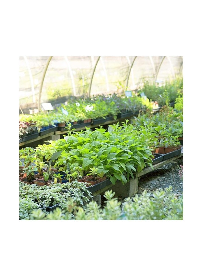 5 Pack Large No Hole Seed Starter Trays, Plastic Plant Trays, Plant Pot Tray, Reusable Seedling Tray, Garden Trays for Greenhouses and Microgreens - Image 3