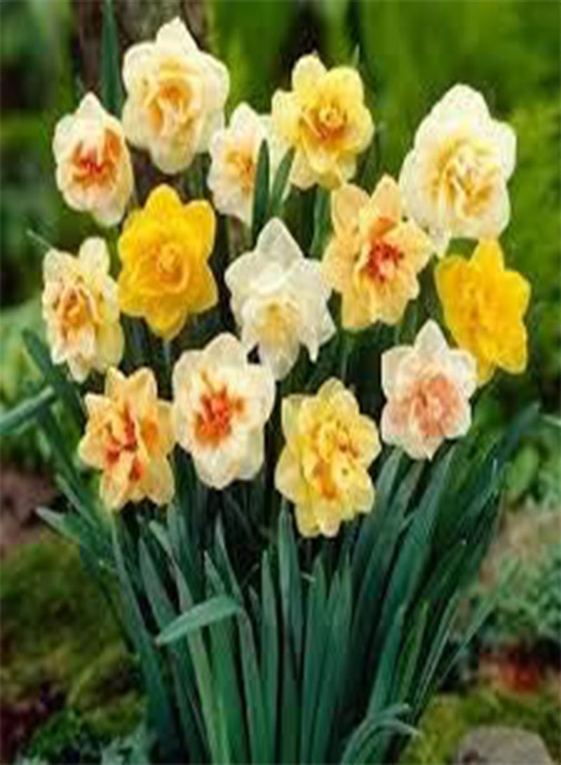 جي جوت 100 بذور زهرة النرجس - Image 3