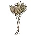 Vickerman Natural Botanicals 15" Banksia Prionote, Natural Preserved Foliage Dried Flower, 3 Stems Per Pack - Image 2