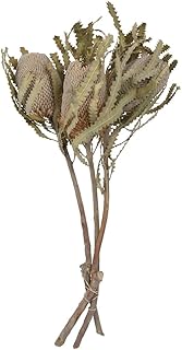 Vickerman Natural Botanicals 15" Banksia Prionote, Natural Preserved Foliage Dried Flower, 3 Stems Per Pack - Image 1