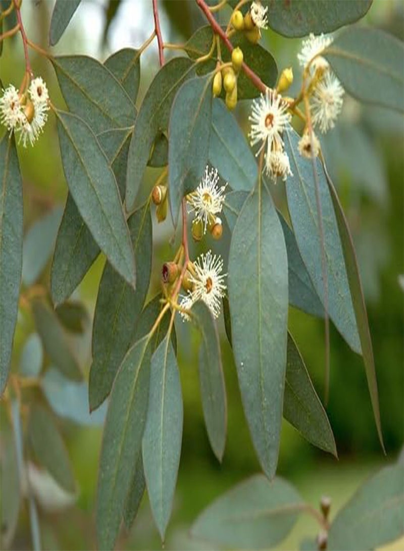 20pcs  Eucalyptus Tree Seeds