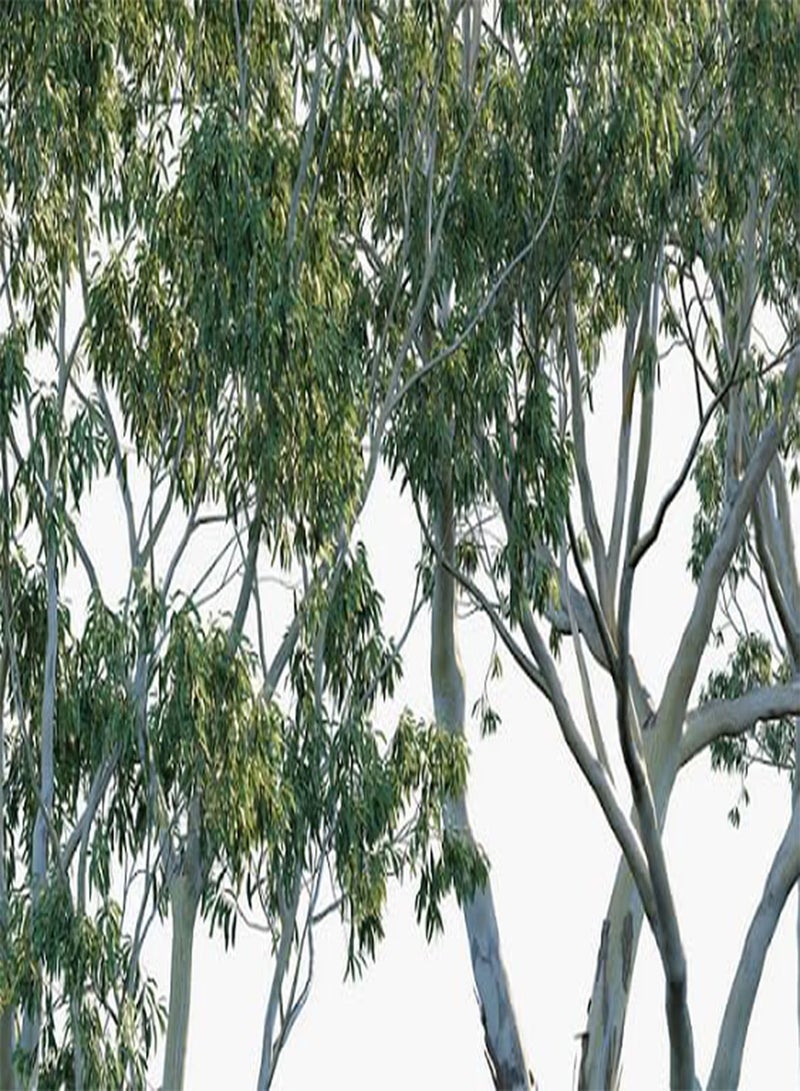 20pcs  Eucalyptus Tree Seeds