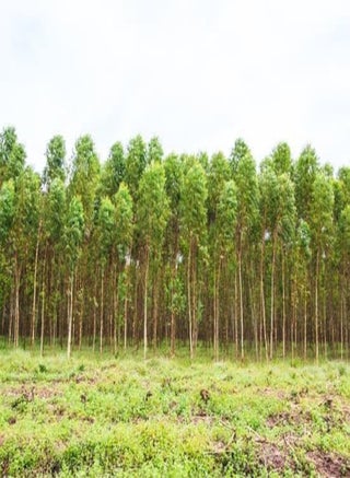 20pcs  Eucalyptus Tree Seeds - pzsku/Z275E605B6BA68933E426Z/45/1749269705/4117be1c-0aba-4dd6-a1a6-f34ce77a9abc