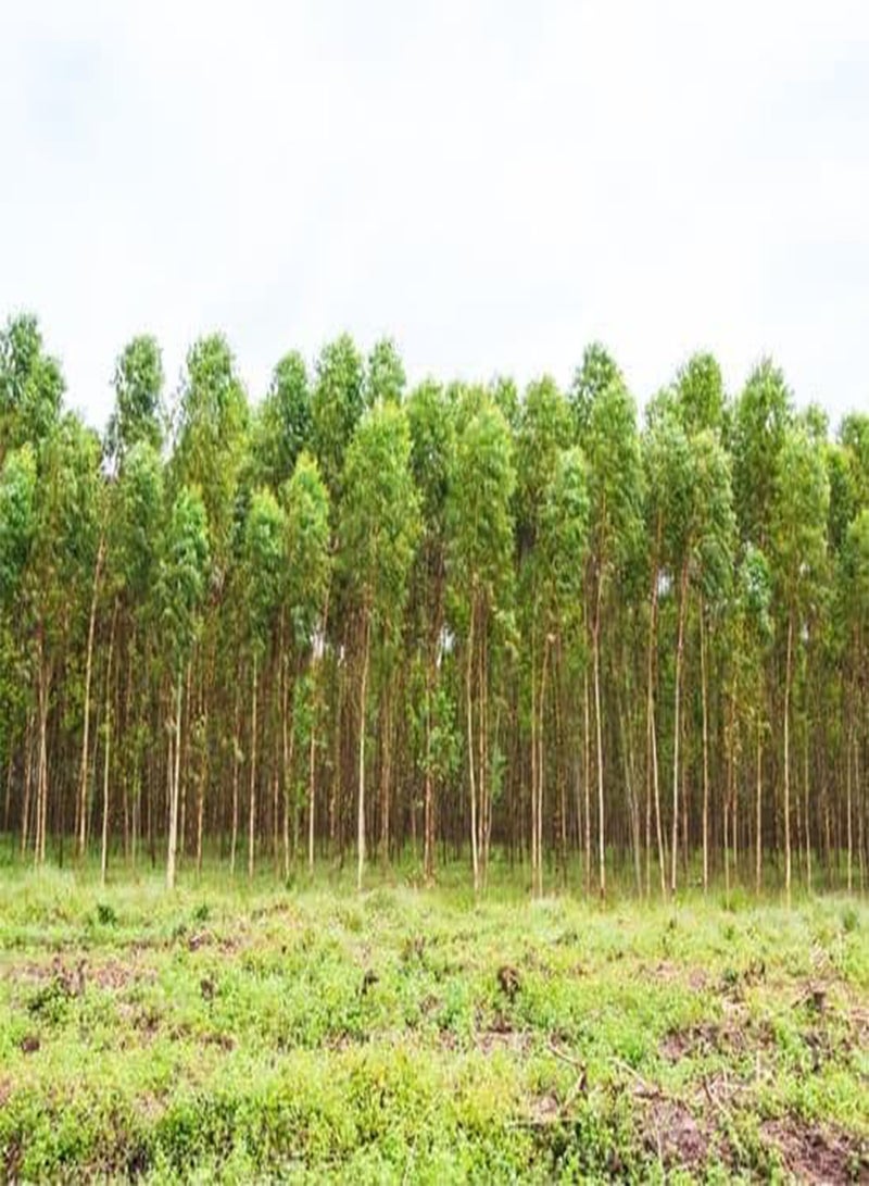 20pcs  Eucalyptus Tree Seeds