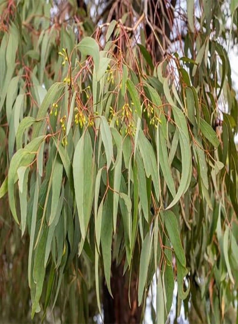 20pcs  Eucalyptus Tree Seeds