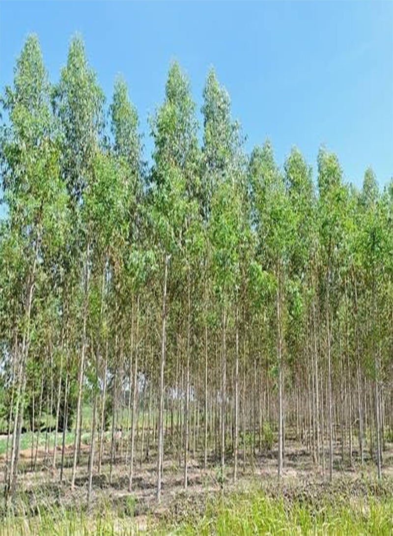 20pcs  Eucalyptus Tree Seeds