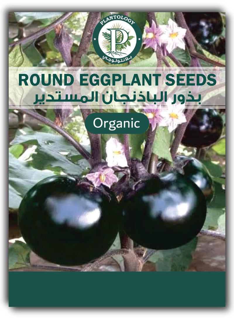 بذور باذنجان مستدير للزراعة - بذور باذنجان - Image 1
