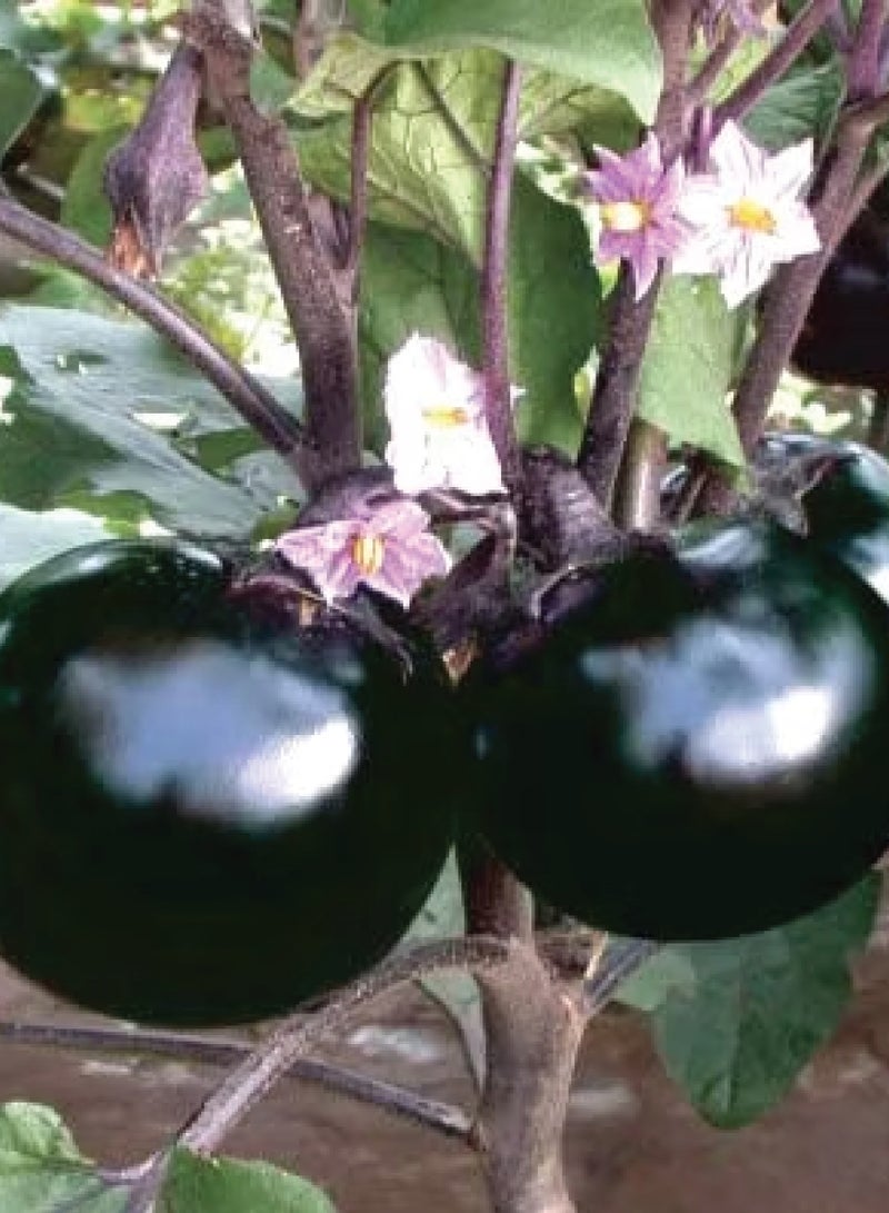 بذور باذنجان مستدير للزراعة - بذور باذنجان - Image 2