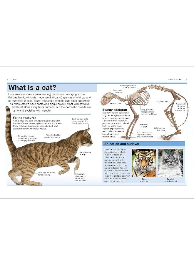 Cats: Facts at Your Fingertips - Image 4