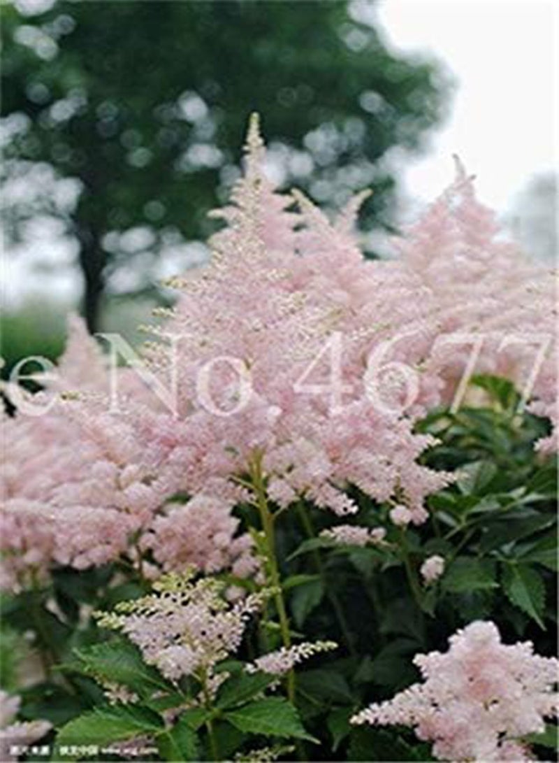 GGOOT New 100PCS Astilbe Flower Seeds for Gardening Baby Pink - Image 1