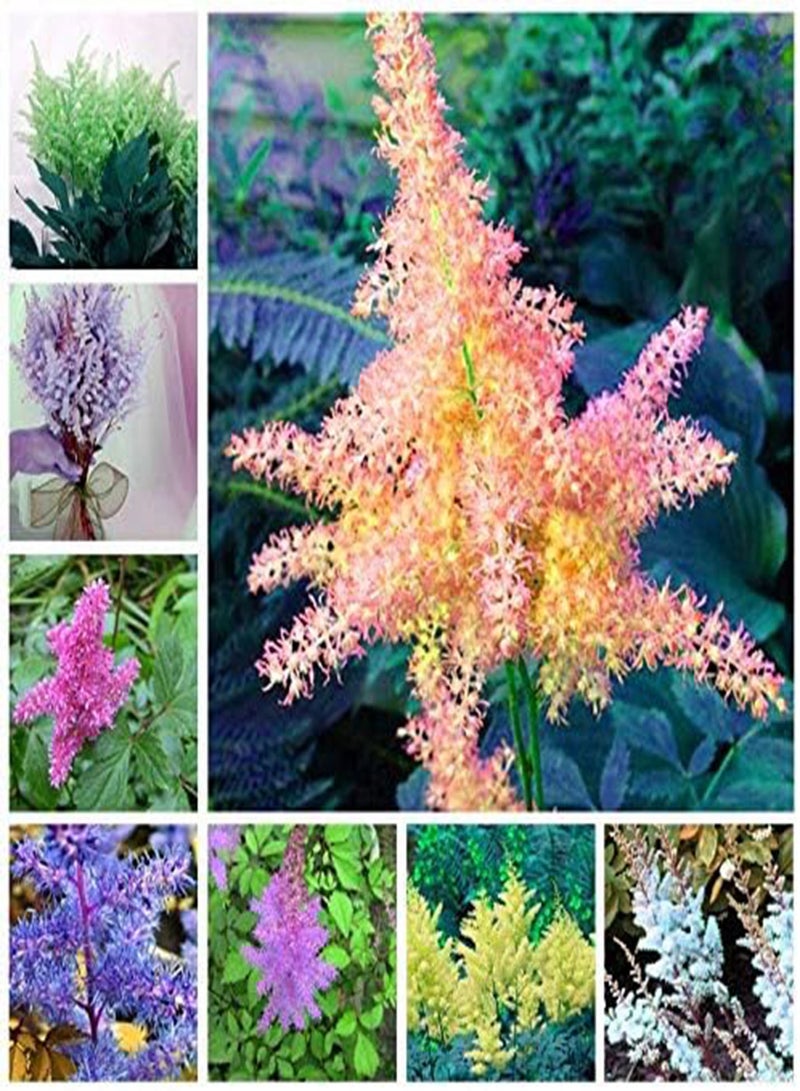 GGOOT New 100PCS Astilbe Flower Seeds for Gardening Baby Pink - Image 2