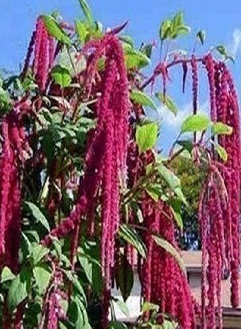 GGOOT 100Pcs/Bag Amaranthus Seeds,Easy Planting High Germination Fresh Love Lies Bleeding Flower Seedlings for Courtyard Planting Garden Yard Outdoor 1 Seed - Image 2