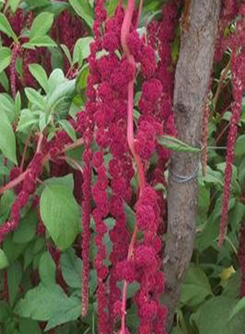 GGOOT 100Pcs/Bag Amaranthus Seeds,Easy Planting High Germination Fresh Love Lies Bleeding Flower Seedlings for Courtyard Planting Garden Yard Outdoor 1 Seed - Image 3