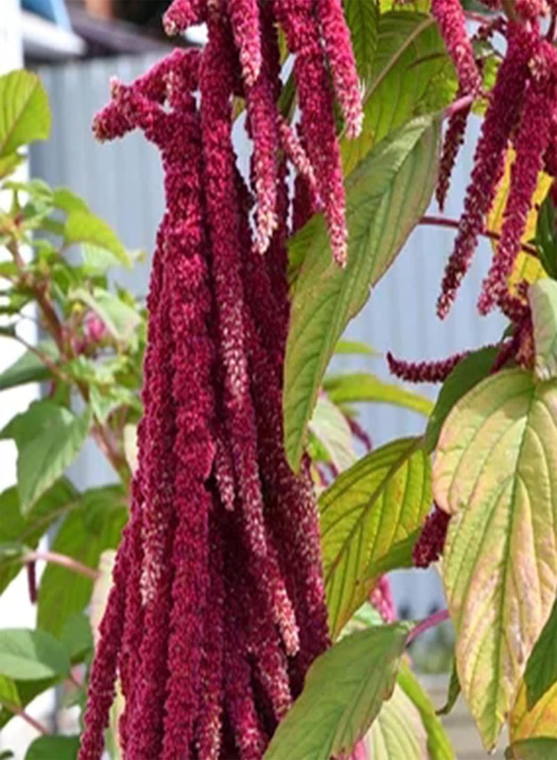 GGOOT 100Pcs/Bag Amaranthus Seeds,Easy Planting High Germination Fresh Love Lies Bleeding Flower Seedlings for Courtyard Planting Garden Yard Outdoor 1 Seed - Image 1