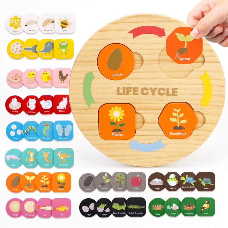 Woodtoe Life Cycle Toys for Kids 12 Themes Montessori Preschool Science Center Materials Wooden Learning Educational Toys for Toddlers Learning Game Christmas STEM Toys for Boy Girl Age 36 - Image 3