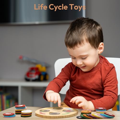 Woodtoe Life Cycle Toys for Kids 12 Themes Montessori Preschool Science Center Materials Wooden Learning Educational Toys for Toddlers Learning Game Christmas STEM Toys for Boy Girl Age 36 - Image 5