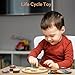 Woodtoe Life Cycle Toys for Kids 12 Themes Montessori Preschool Science Center Materials Wooden Learning Educational Toys for Toddlers Learning Game Christmas STEM Toys for Boy Girl Age 36 - Image 4