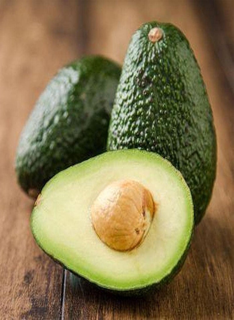 GGOOT 10Pcs Heirloom Avocado Seeds Planted in Outdoor Garden Strong Adaptability Don't Need Much Care Easy Enjoy The Joy of Harves - Image 2