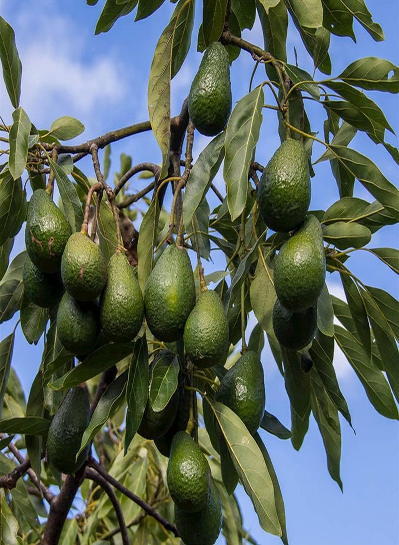 GGOOT 10Pcs Heirloom Avocado Seeds Planted in Outdoor Garden Strong Adaptability Don't Need Much Care Easy Enjoy The Joy of Harves - Image 1