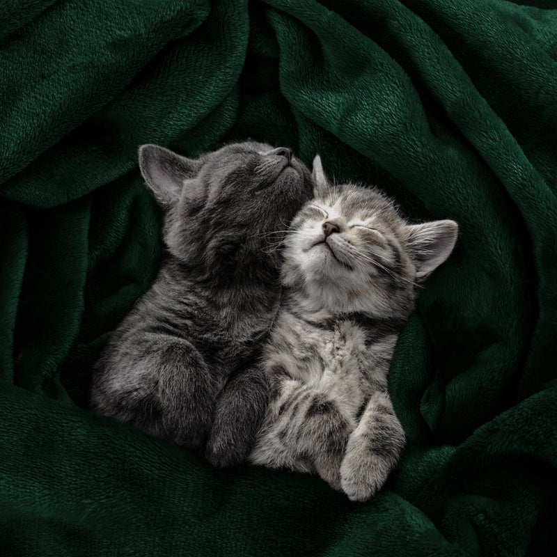 Utopia Bedding Fleece Blanket Queen Size Forest Green 300GSM Luxury Anti-Static Fuzzy Soft Microfiber Bed Blanket (90x90 Inch) - Image 4