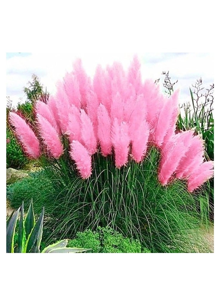100 قطعة من بذور عشب البامباس لزراعة بذور كورتاديريا سيلوانا، نباتات زينة موروثة، ديكور حديقة، أزهار ريشية طويلة باللون الوردي - Image 1