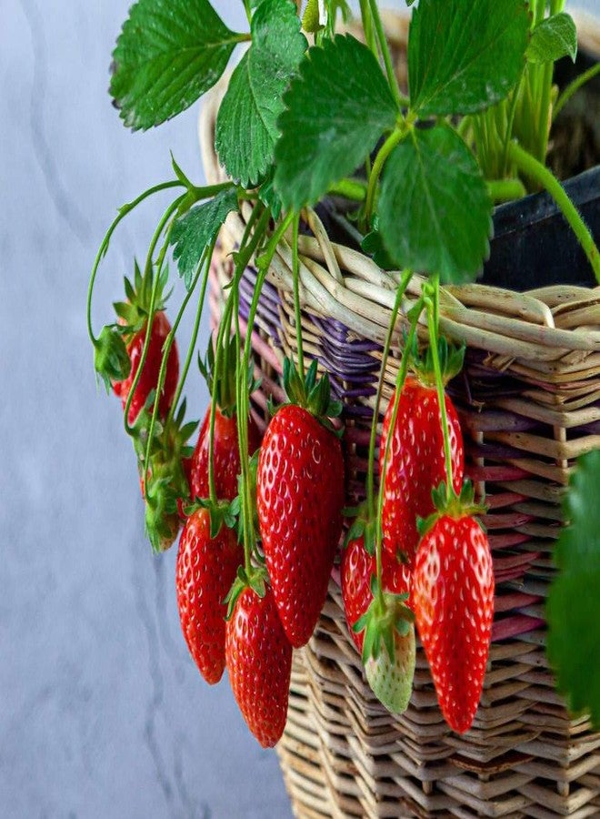 Gardenera Strawberry Premium Potting Soil Mix - Ideal Blend for Growing Robust and Flavorful Strawberries - 1 Quart - Image 2