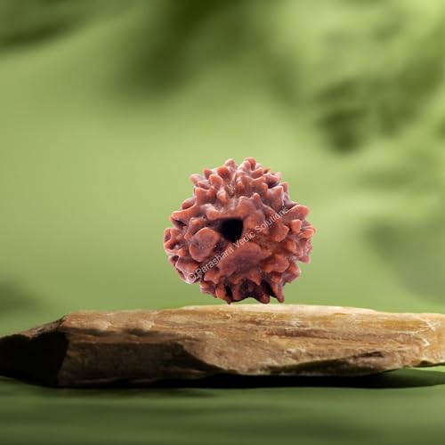 ARKAM Three Mukhi Rudraksha Certified/Original Nepali 3 Mukhi Rudraksh/Natural 3 Faced Rudraksha (Brown) with Certificate and Puja Instructions - Image 3