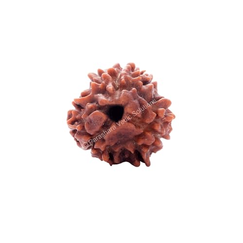 ARKAM Three Mukhi Rudraksha Certified/Original Nepali 3 Mukhi Rudraksh/Natural 3 Faced Rudraksha (Brown) with Certificate and Puja Instructions - Image 1