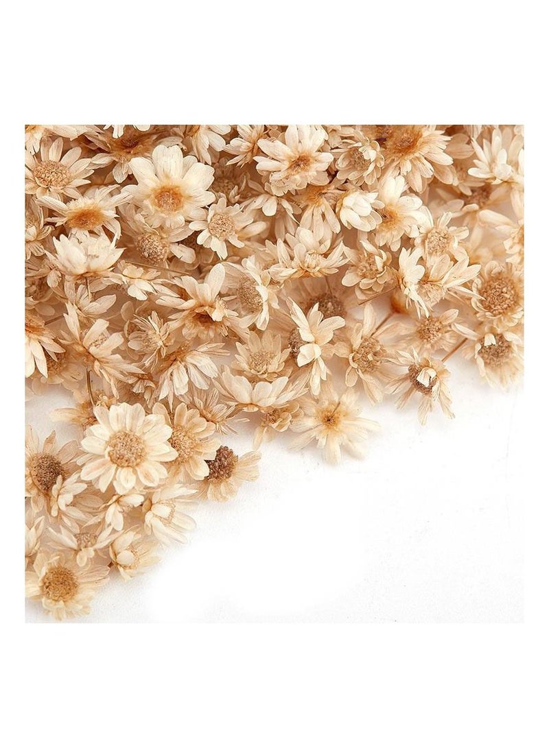 Generic 200Pcs/Bag Dried Flower Decoration Supplies Fashion Epoxy Craft Handmade DIY Accessories - Image 2