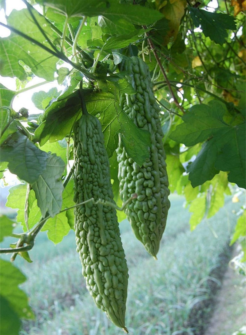 جي جوت 50Stück Bitterkürbis Samen Güne Blätter gentechnikfreies Gemüse Zum Pflanzen im Freien Sehr Lecker Starke Anpassungsfähigkeit Leicht zu keimen - Image 1