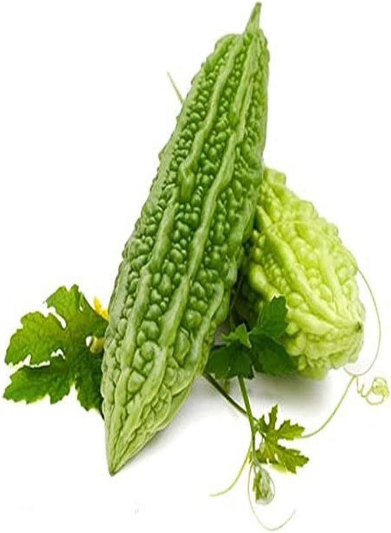 جي جوت 50Stück Bitterkürbis Samen Güne Blätter gentechnikfreies Gemüse Zum Pflanzen im Freien Sehr Lecker Starke Anpassungsfähigkeit Leicht zu keimen - Image 2