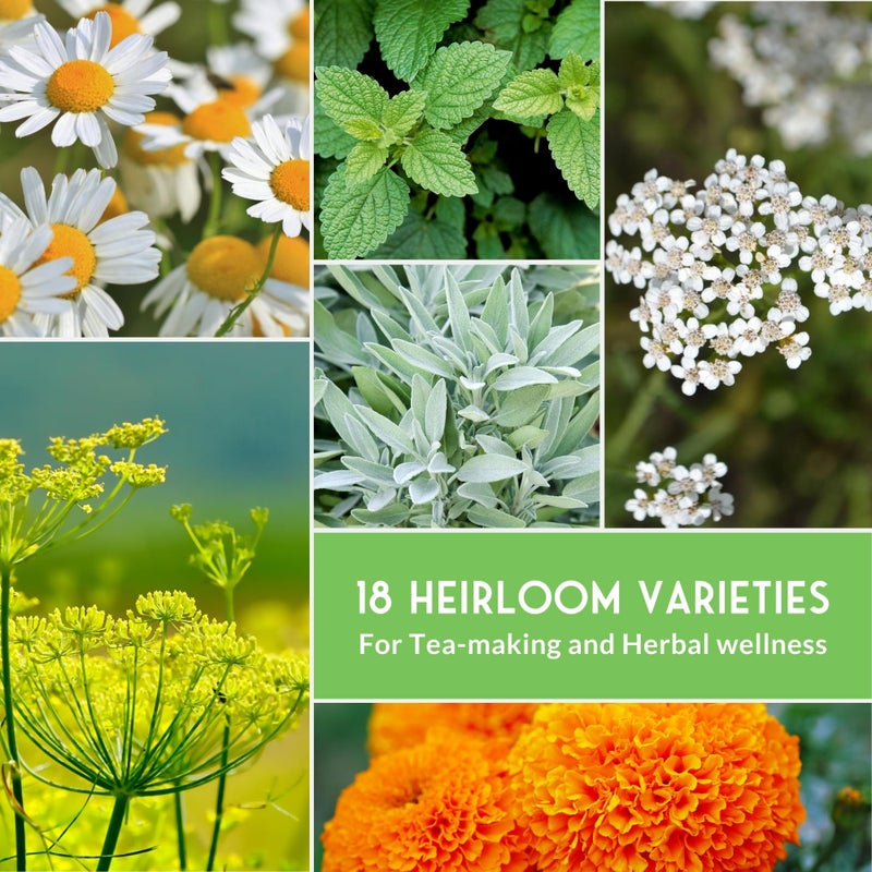 SURVIVAL GARDEN SEEDS Survival Garden Seeds - 18 Medicinal Herb Seed Packets to Plant & Grow in The Home Vegetable Garden - Assortment of Herb Plant Seeds for Growing Herbal Teas & Tinctures - Non-GMO Heirloom Varieties  - Image 3