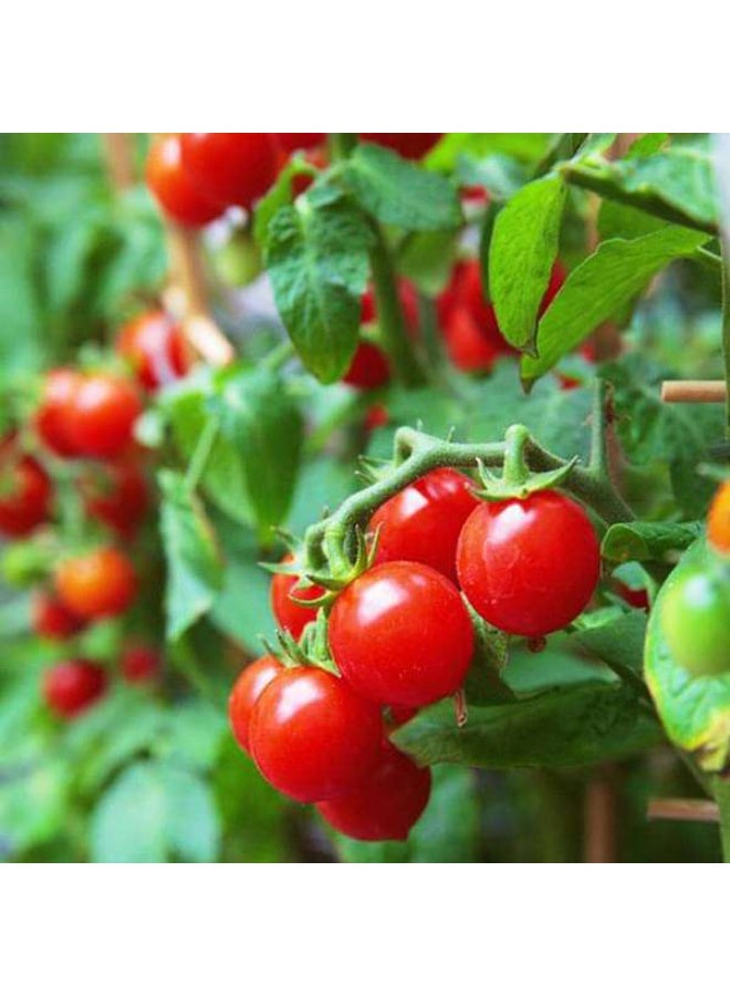Tomato Cherry Red Organic Vegetable Seeds